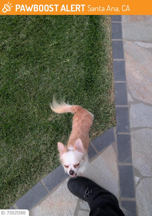 Found/Stray Male Dog last seen Warner/Raitt, Santa Ana, CA 92704