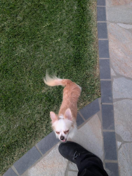 Found/Stray Male Dog last seen Warner/Raitt, Santa Ana, CA 92704