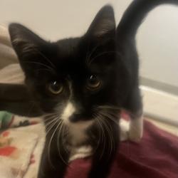 Shelter Stray Male Cat last seen Rincon Avenue, LIVERMORE, CA, 94551, 8323 Baldwin St, Oakland, CA 94621, USA