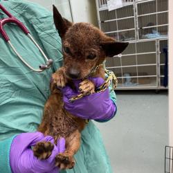 Shelter Stray Female Dog last seen , 6621 Westminster Ave, Garden Grove, CA 92844, USA