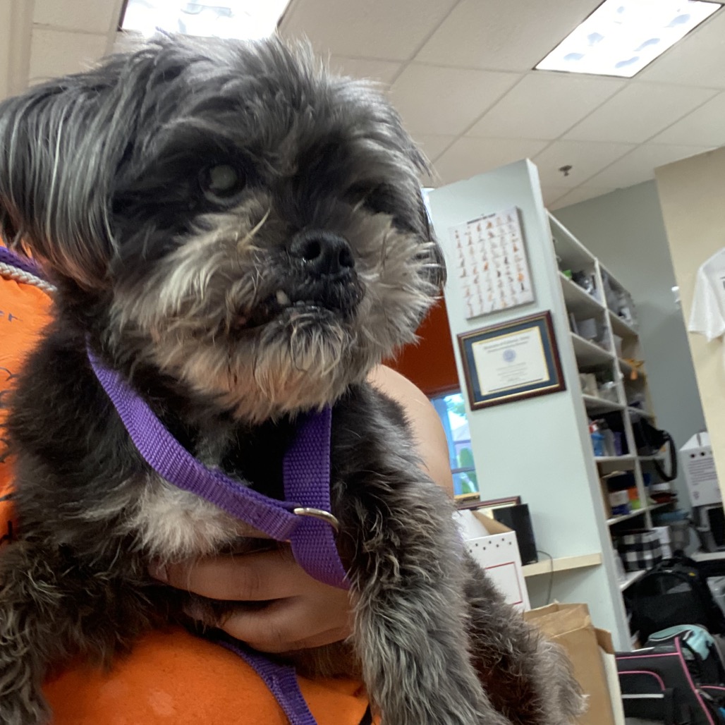 Shelter Stray Male Dog last seen , 6621 Westminster Ave, Garden Grove, CA 92844, USA