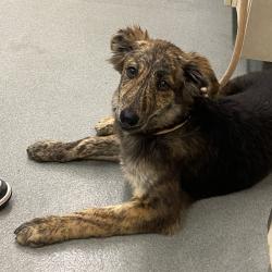 Shelter Stray Female Dog last seen , 6621 Westminster Ave, Garden Grove, CA 92844, USA