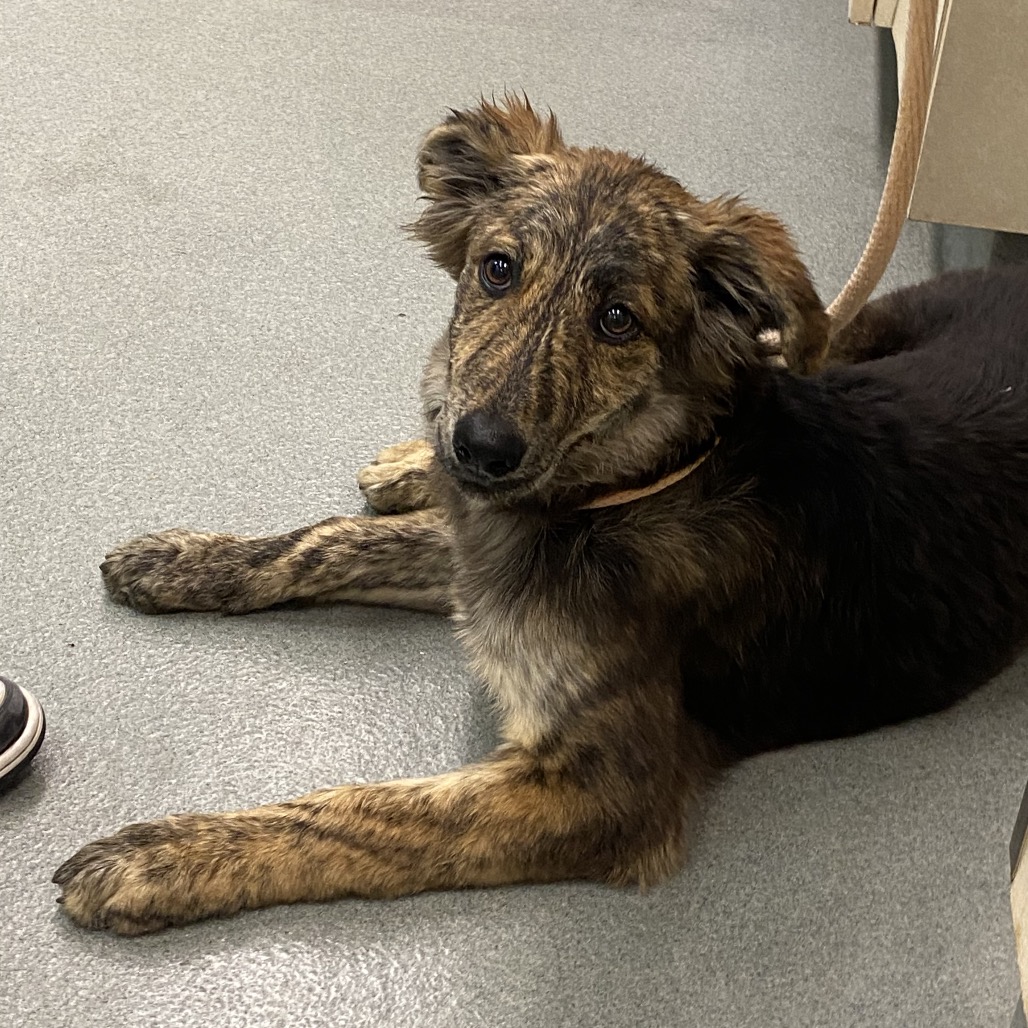 Shelter Stray Female Dog last seen , 6621 Westminster Ave, Garden Grove, CA 92844, USA