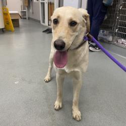 Shelter Stray Female Dog last seen , 6621 Westminster Ave, Garden Grove, CA 92844, USA