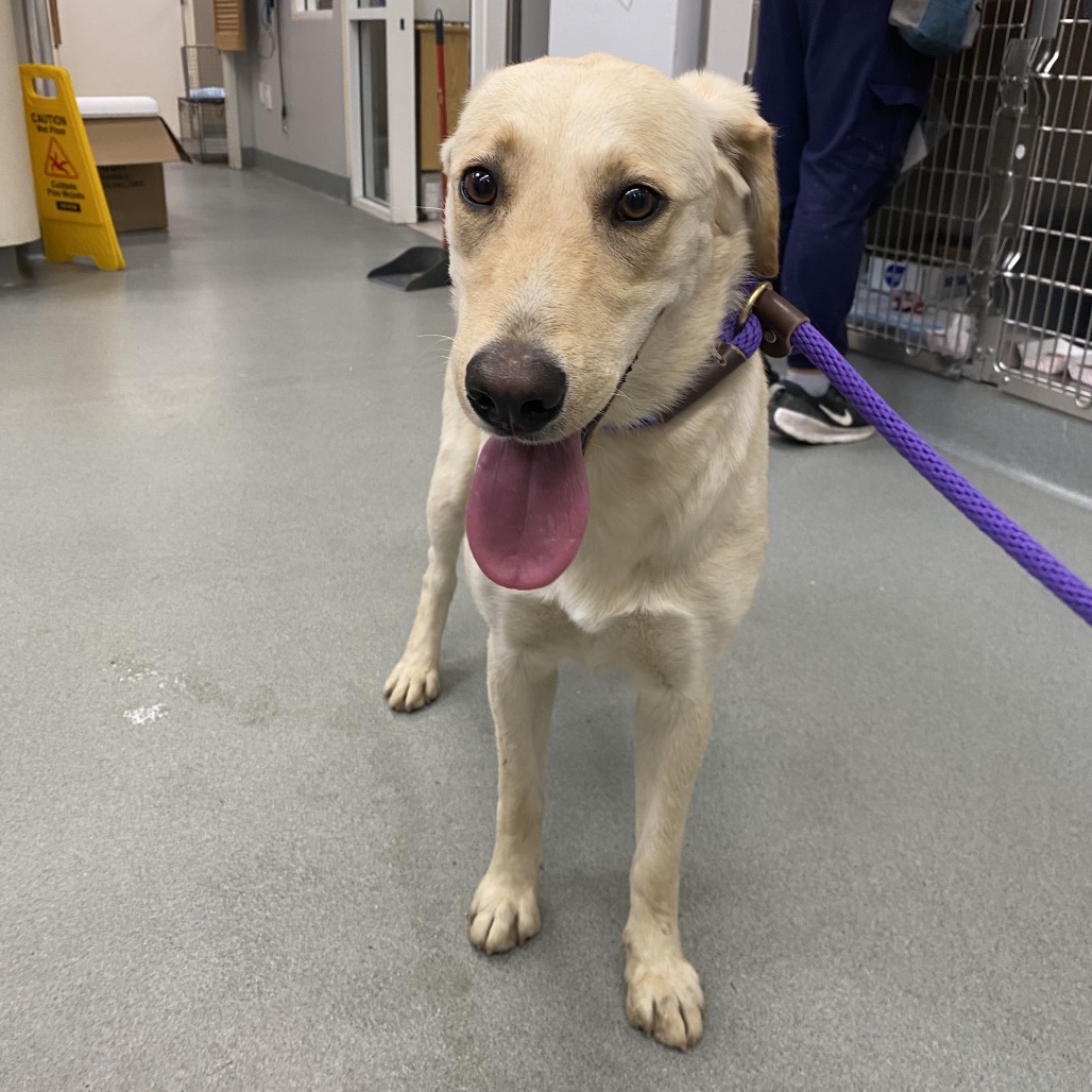 Shelter Stray Female Dog last seen , 6621 Westminster Ave, Garden Grove, CA 92844, USA