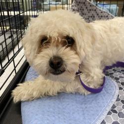 Shelter Stray Female Dog last seen , 6621 Westminster Ave, Garden Grove, CA 92844, USA