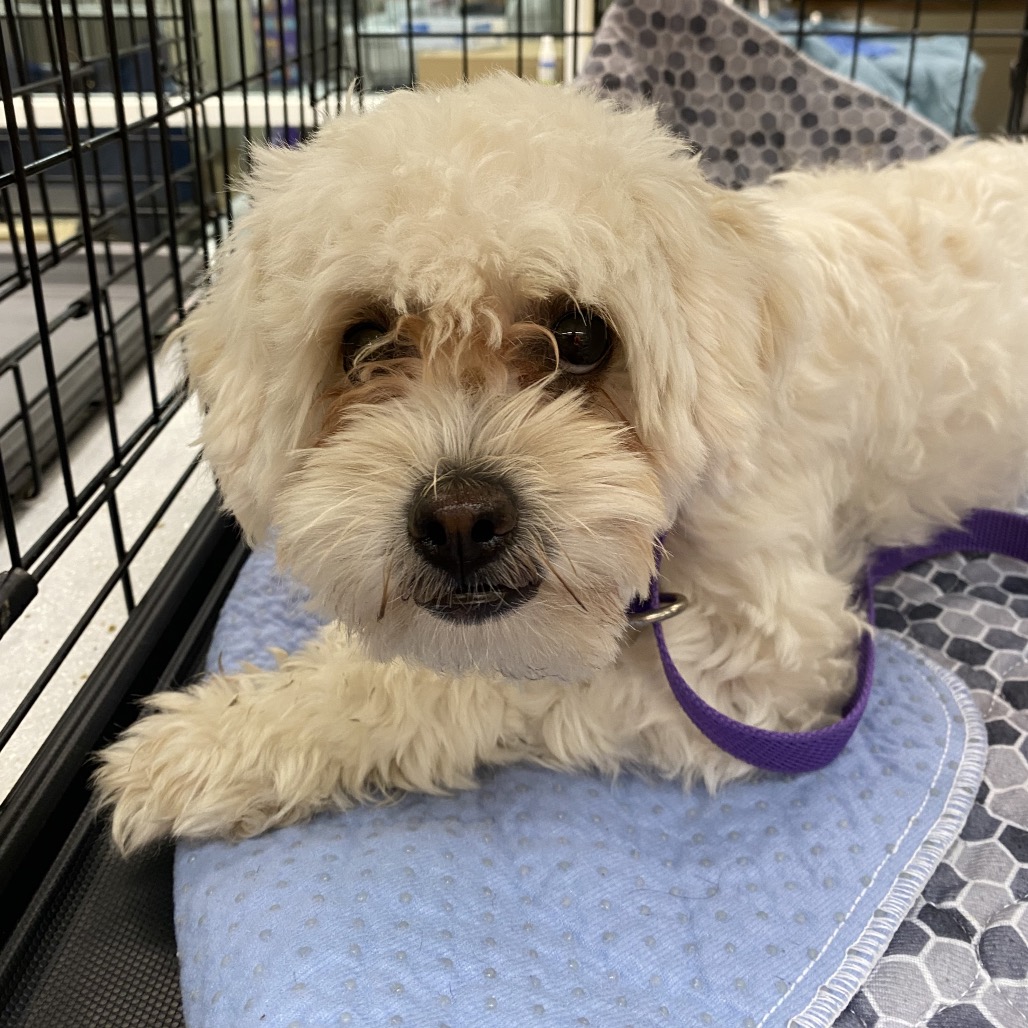 Shelter Stray Female Dog last seen , 6621 Westminster Ave, Garden Grove, CA 92844, USA