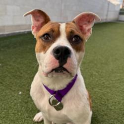 Shelter Stray Male Dog last seen , 3612 11th Ave, Los Angeles, CA 90018, USA