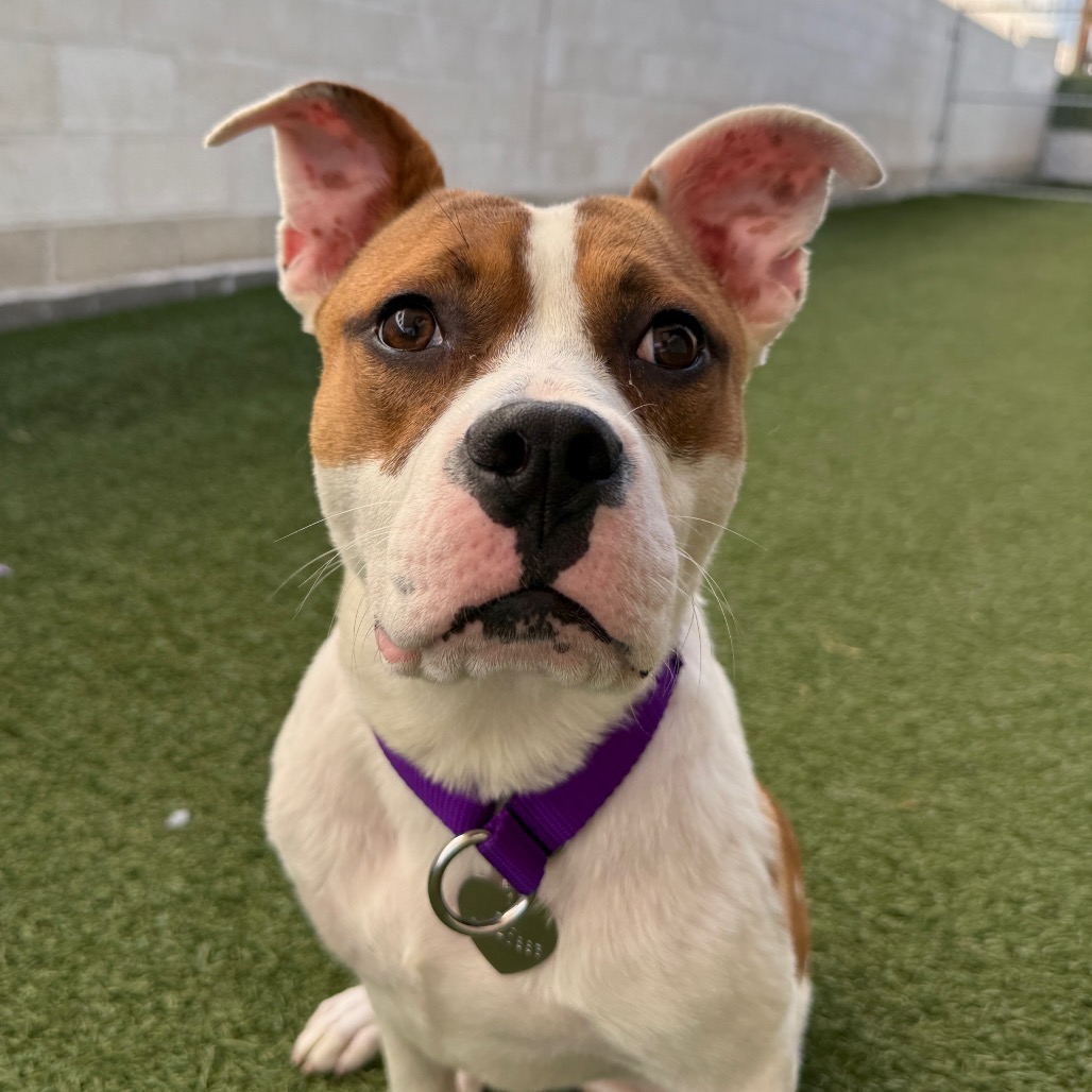 Shelter Stray Male Dog last seen , 3612 11th Ave, Los Angeles, CA 90018, USA