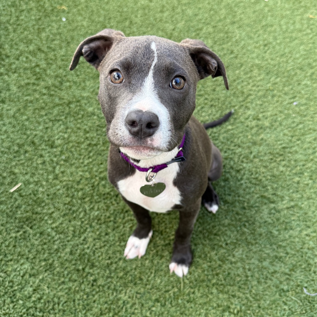 Shelter Stray Male Dog last seen , 3612 11th Ave, Los Angeles, CA 90018, USA