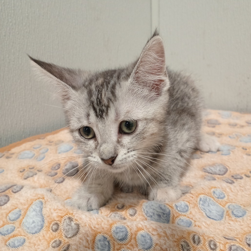 Shelter Stray Female Cat last seen , 3607 N Armenia Ave, Tampa, FL 33607, USA