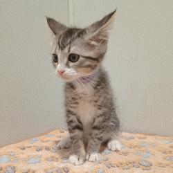 Shelter Stray Female Cat last seen , 3607 N Armenia Ave, Tampa, FL 33607, USA