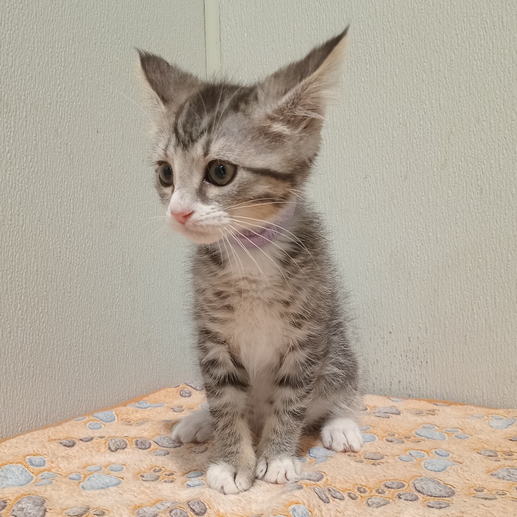 Shelter Stray Female Cat last seen , 3607 N Armenia Ave, Tampa, FL 33607, USA