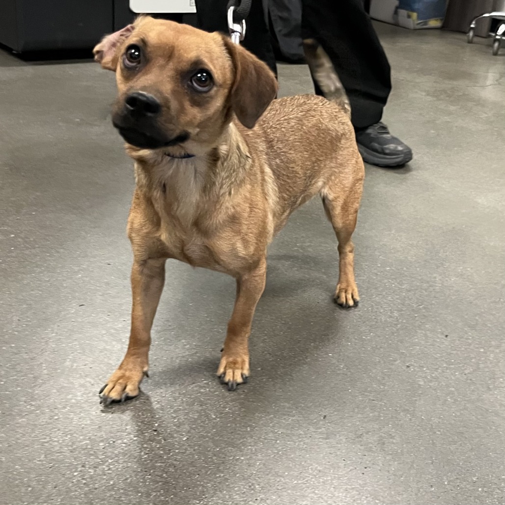 Shelter Stray Female Dog last seen , 4575 E Mesquite Ave, Palm Springs, CA 92264, USA