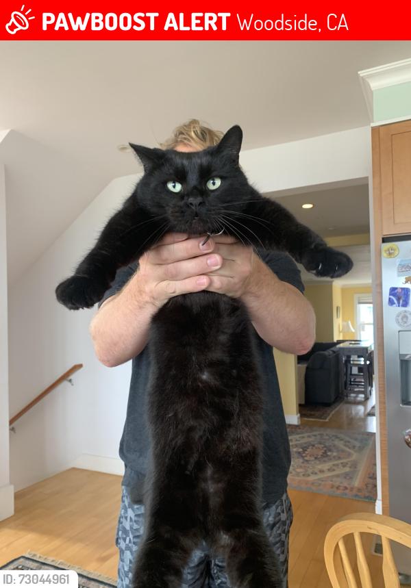 Lost Male Cat last seen Eleanor drive and lakeview drive , Woodside, CA 94062