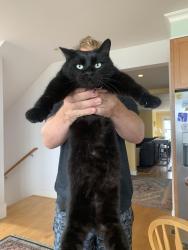 Lost Male Cat last seen Eleanor drive and lakeview drive , Woodside, CA 94062