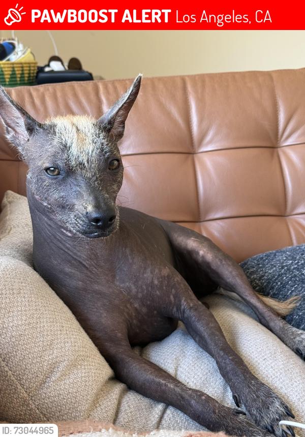 Lost Male Dog last seen Round Top, Los Angeles, CA 90065