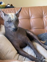 Lost Male Dog last seen Round Top, Los Angeles, CA 90065
