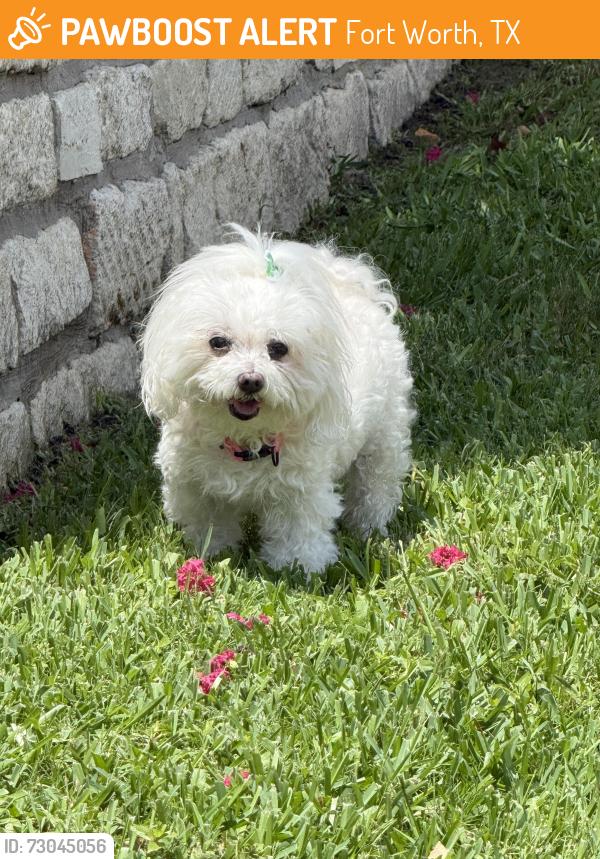 Found/Stray Unknown Dog last seen Mike Lane , Fort Worth, TX 76116