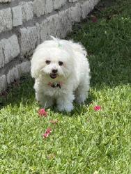 Found/Stray Unknown Dog last seen Mike Lane , Fort Worth, TX 76116