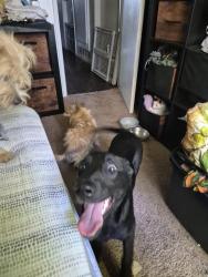 Found/Stray Female Dog last seen Bulldog lean in cedar, Fresno, CA 93740