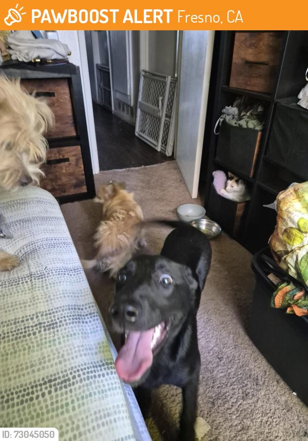 Found/Stray Female Dog last seen Bulldog lean in cedar, Fresno, CA 93740