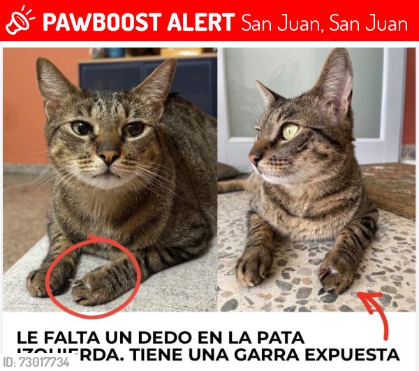 Lost Male Cat last seen El Seniorial, Calle Lope de Vega, San Juan, San Juan 00926