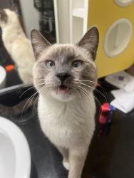 Lost Male Cat last seen Near gridley way riverside ca, Riverside, CA 92505