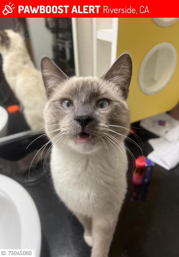 Lost Male Cat last seen Near gridley way riverside ca, Riverside, CA 92505
