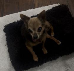 Lost Male Other last seen Gloucester st, East Los Angeles, CA 90022