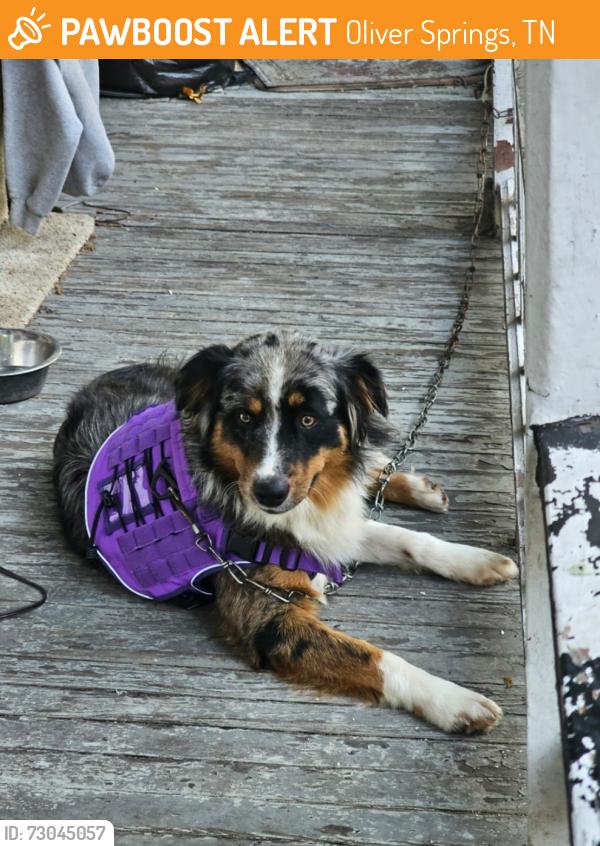 Found/Stray Male Dog last seen Oliver spring/wartburg, Oliver Springs, TN 37840