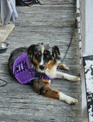 Found/Stray Male Dog last seen Oliver spring/wartburg, Oliver Springs, TN 37840