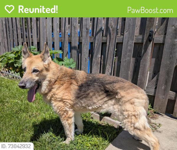 Reunited Female Dog last seen Near W. addison st by the Shabbona Park field House, Chicago, IL 60634