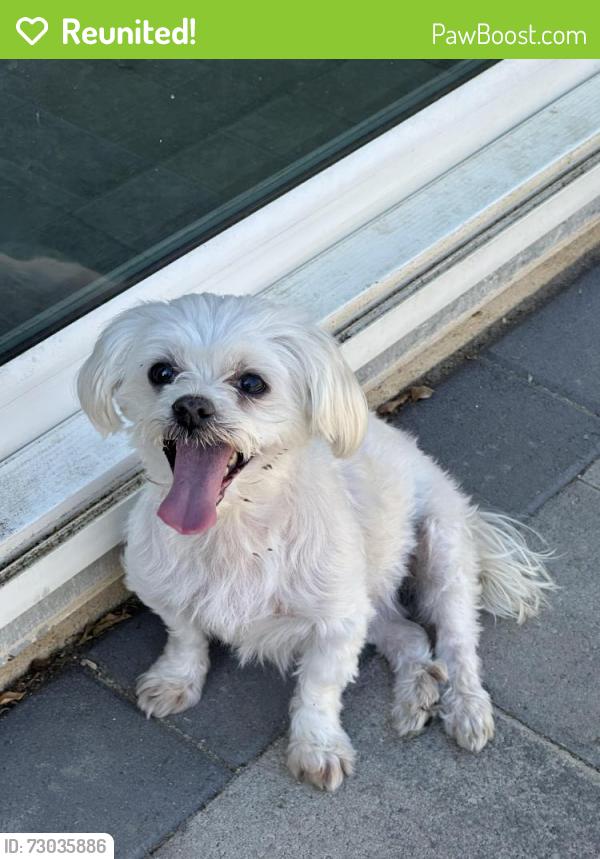 Reunited Female Dog last seen 5th street and wildwood canyon, Yucaipa, CA 92399