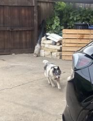 Found/Stray Unknown Dog last seen Walking right in the middle of the street, Garland, TX 75041