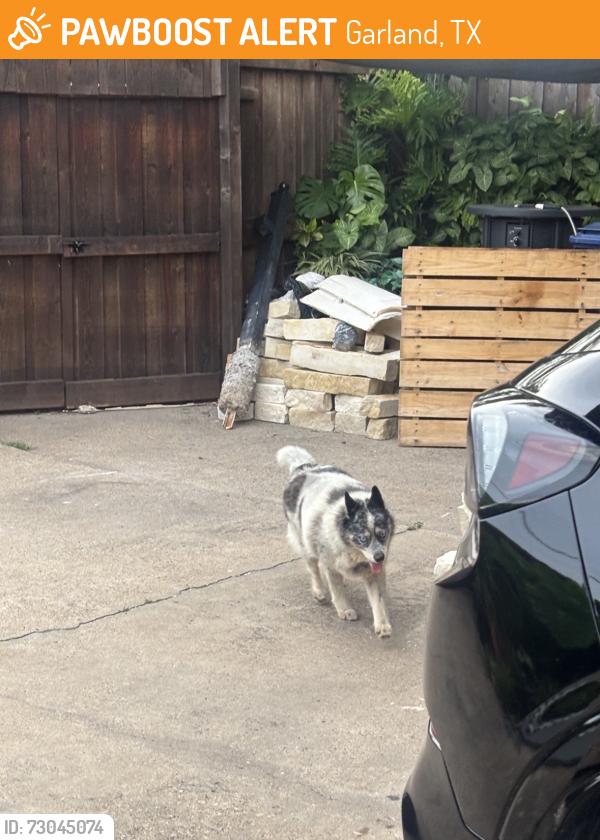 Found/Stray Unknown Dog last seen Walking right in the middle of the street, Garland, TX 75041