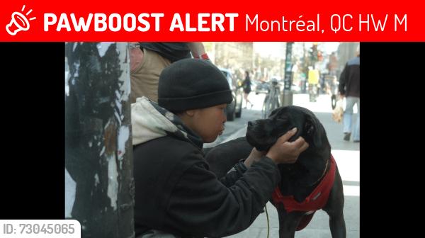 Lost Female Dog last seen St Denis and Rachel, Montréal, QC H2W 2M5