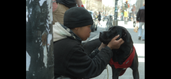 Lost Female Dog last seen St Denis and Rachel, Montréal, QC H2W 2M5
