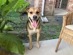 Found/Stray Male Dog last seen Bouldgreen St & Knoll Springs Way, Houston, TX 77084