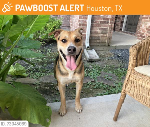 Found/Stray Male Dog last seen Bouldgreen St & Knoll Springs Way, Houston, TX 77084