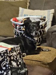 Lost Male Dog last seen Strong Park, Lubbock tx, Lubbock, TX 79423