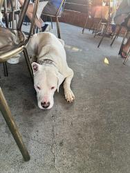 Lost Male Dog last seen Near Amberidge Trail, Atlanta, GA 30328