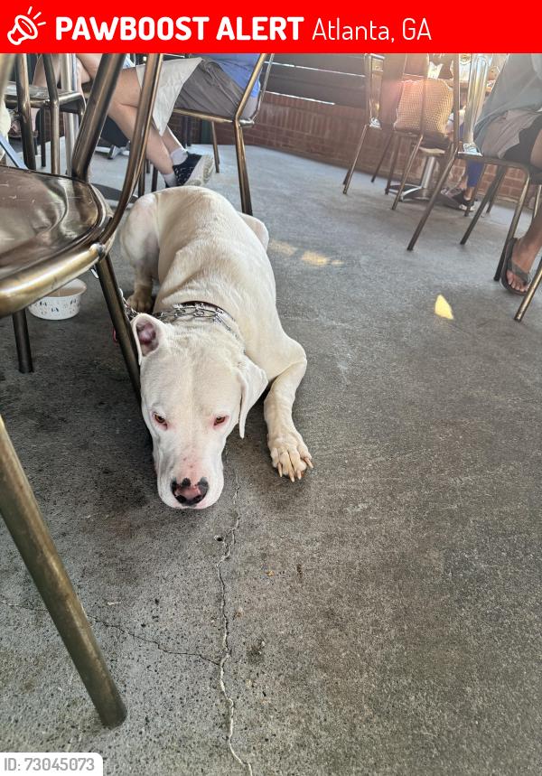 Lost Male Dog last seen Near Amberidge Trail, Atlanta, GA 30328