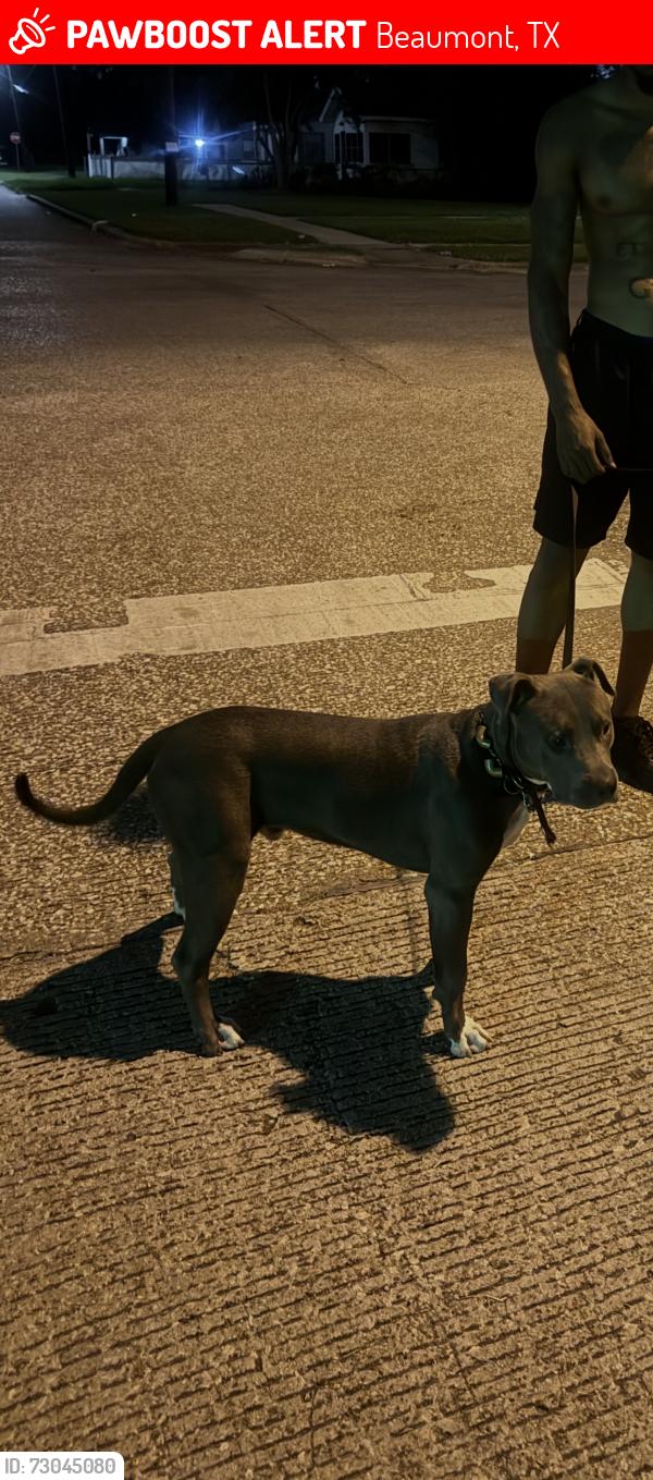 Lost Male Dog last seen Beaumont, Beaumont, TX 77706