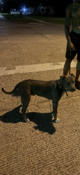 Lost Male Dog last seen Beaumont, Beaumont, TX 77706
