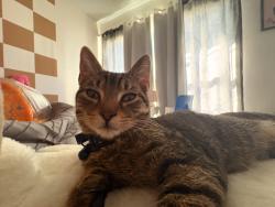 Lost Male Cat last seen Near ashbark ct, Riverview, FL 33579