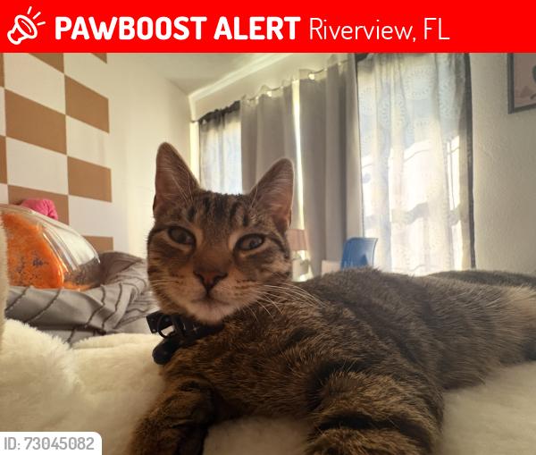 Lost Male Cat last seen Near ashbark ct, Riverview, FL 33579