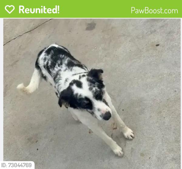 Reunited Female Dog last seen Thousand Oaks Blvd and Hampshire Doad, Thousand Oaks, CA 91362