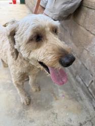 Reunited Male Dog last seen 70th St West & Ave M, Quartz Hill, CA 93536