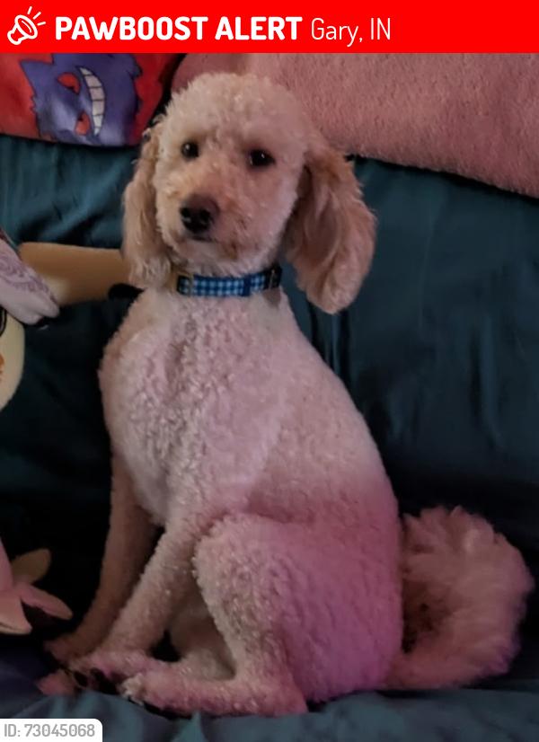 Lost Male Dog last seen Clark Rd. And W 24th ave, Gary, IN 46404